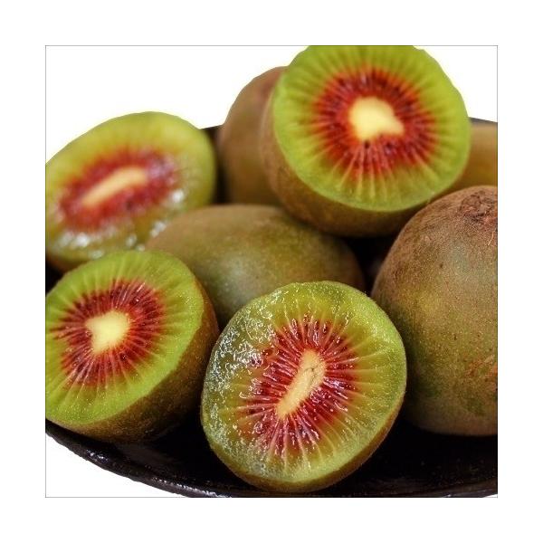 花と緑 国華園 キウイ苗 落葉果樹苗 Yahoo ショッピング