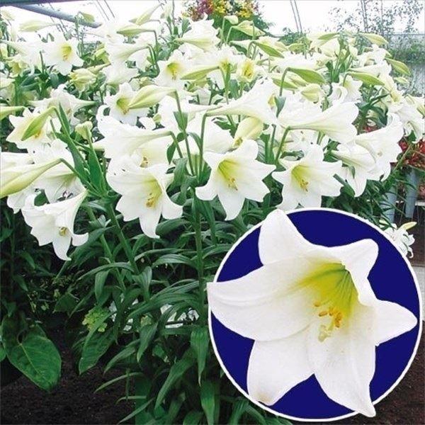 ●学名・英名：Lilium ●商品情報：良い香りがする切花の王者!! 鉄砲ゆりの白花。●お届け状態：球根●開花期：6月●草丈：80-120cm●耐寒性：強●日照：日なた・半日陰●栽培適地：庭・鉢・切花●注意事項：※商品画像は開花後のイメージです。