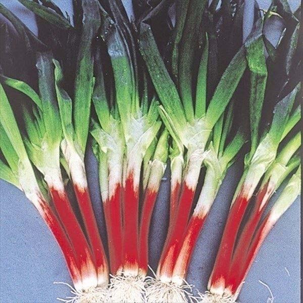 ネギ苗 赤ひげ葱 50本 苗 葱 ねぎ 抜き苗 家庭菜園 伝統野菜 14n P3 0027 花と緑 国華園 通販 Yahoo ショッピング