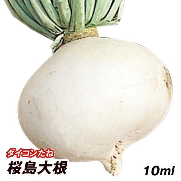 大根 02281642_621c7cebcdf0b.jpg