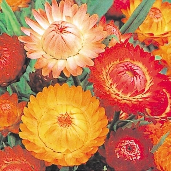 帝王貝細工 種 混合 1袋 0mg 花たね 花の種 花 種子 タネ ヘリクリサム ムギワラギク 国華園 14n P7 0007 花と緑 国華園 通販 Yahoo ショッピング