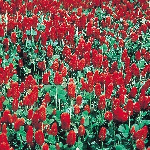 クローバー 種 クリムゾンクローバー 1袋(500mg) / クローバーの種 クローバーの花 ベニバナツメクサ 花たね 花の種 種子 タネ 国華園 :2014n-p7-0021:花と緑 国華園 - 通販 - Yahoo!ショッピング クローバー 種 クリムゾンクローバー 1袋(500mg) / クローバーの種 クローバーの花 ベニバナツメクサ 花たね 花の種 種子 タネ 国華園 :2014n-p7-0021:花と緑 国華園 - 通販 - Yahoo!ショッピング