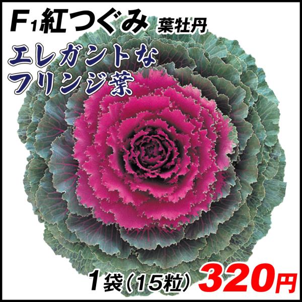 トルコキキョウ 種 桃白 花たね 国華園 粒 ユーストマ トルコキキョウの花 花 タネ トルコキキョウの種 種子 花の種 トルコギキョウ 1袋