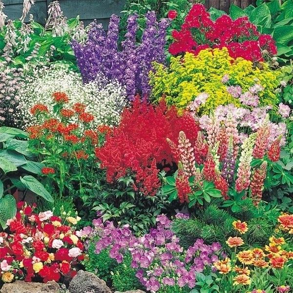 種 宿根草の人気商品 通販 価格比較 価格 Com