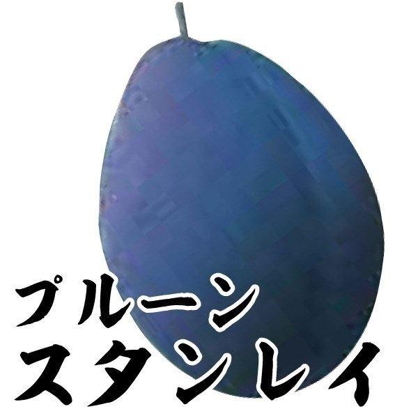 ●商品情報：糖度約15度の甘いプルーン! 果汁も多く香り良い。果重40〜50g。●お届け状態：接木1年生根巻苗●分類：落葉樹●実の収穫期(約)：9月上旬●耐寒性：強/寒冷地でも地植えOK●日照：日なた●栽培適地：庭・鉢●栽培ポイント：1本で実る