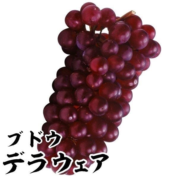 ●商品情報：甘い小粒ブドウ。病気も少なく家庭でも栽培しやすい。●お届け状態：挿木1年生根巻苗●分類：つる性落葉樹●収穫期(約)：8月●日照：日なた●耐寒性：強/寒冷地でも地植えOK●栽培適地：庭・鉢●栽培ポイント：1本で実る