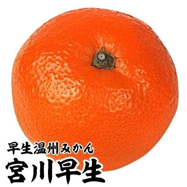 ●商品情報:早生温州みかんの定番品種。樹勢強く結実しやすい。豊産性で毎年よく結実します。●お届け状態:接木1年生根巻苗 ●分類:常緑樹 ●収穫期(約):10月中旬〜●生長後の樹高(約):2.5〜3m●日照:日なた●耐寒性:中●栽培適地:庭・...