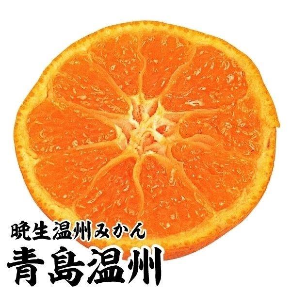 ●商品情報:大実で果汁たっぷりで甘味強く、風味濃厚な晩生温州みかん。●お届け状態:接木1年生根巻苗 ●分類:常緑樹 ●収穫期(約):11月下旬〜●生長後の樹高(約):2.5〜3m●日照:日なた●耐寒性:中●栽培適地:庭・鉢●栽培ポイント:1...