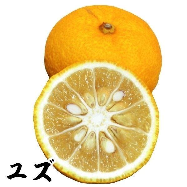 植木 盆栽 ゆずの人気商品・通販・価格比較 - 価格.com 植木 盆栽 ゆずの人気商品・通販・価格比較 - 価格.com