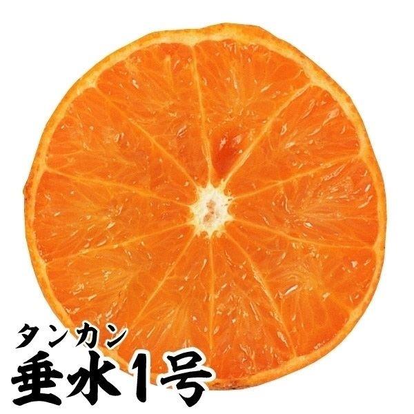 ●商品情報:とっても甘くて風味豊か。タンカンの中では大実で、果重約200g! ●お届け状態:接木1年生根巻苗 ●分類:常緑樹 ●収穫期(約):2月中旬〜●生長後の樹高(約):2.5〜3m●日照:日なた●耐寒性:中●栽培適地:庭・鉢●栽培ポイ...