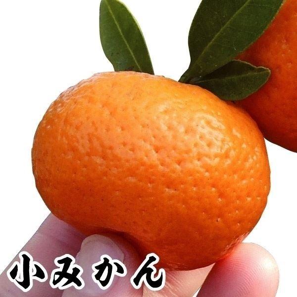 ●商品情報:一口サイズのかわいいみかん。皮が薄くて甘〜く美味しい!  観賞用にも。●お届け状態:接木1年生根巻苗 ●分類:常緑樹 ●収穫期(約):12月●生長後の樹高(約):2.5〜3m●日照:日なた●耐寒性:中●栽培適地:庭・鉢●栽培ポイ...