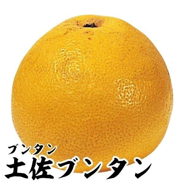 ●商品情報:果肉が締まり食感抜群!  ブンタンの中で最も苦味少なく食べやすい。●お届け状態:接木1年生根巻苗 ●分類:常緑樹 ●収穫期(約):12月中旬〜●生長後の樹高(約):2.5〜3m●日照:日なた●耐寒性:中●栽培適地:庭・鉢●栽培ポ...