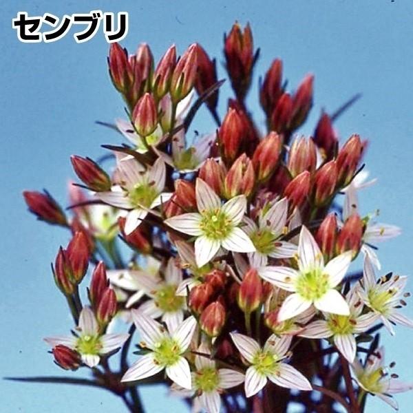 お茶に!●商品情報：苦〜いお茶として有名なセンブリ。白い星形の花も可愛らしい●お届け状態：ポット苗(2〜3芽入り)●分類：2年草●収穫期(約)：8〜11月●日照：日なた●耐寒性：強/寒冷地でも地植えOK※写真はイメージです
