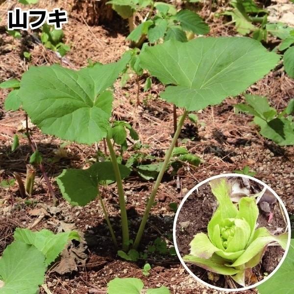 人気品種のフキ●商品情報：春の味覚の代表格!ふきのとうは刻んでフキ味噌にどうぞ。●お届け状態：素掘苗●分類：多年草●耐寒性：強/寒冷地でも地植えOK●日照：半日陰●収穫期フキノトウ:3月〜フキ:5月〜※できるだけ風の当たらない涼しい場所で栽...