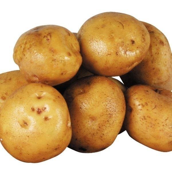 定番の人気品種!●商品情報：男爵薯のようにホクホクとした食感と、食欲をそそる黄色果肉で大人気ブランドじゃがいも!甘味たっぷりで栗のような風味があり、「栗じゃが」とも呼ばれています。●お届け状態：種いも●早晩性：早生●皮の色：白黄皮●身の色：...