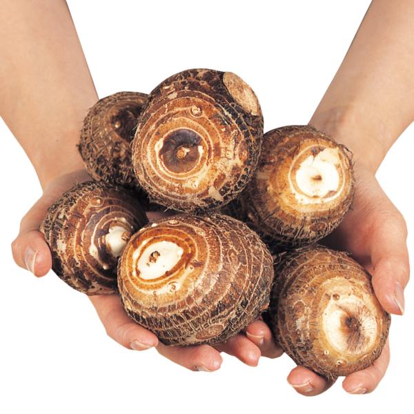 大きなイモがザクザクとれる●商品情報：あの「石川早生」よりも子イモが大きく、孫イモも多収!「石川早生」と同様に早くから肥大するので、寒冷地でもしっかり太った里芋が収穫できます。●お届け状態：種イモ●収穫期：9〜11月●肥大速度：極早生●食用...