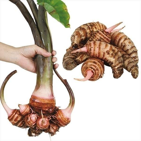 里芋 種芋 桜エビイモ 1kg さといも 里イモ 種いも タネイモ 家庭菜園 自給自足 球根 国華園 15 P3 1 花と緑 国華園 通販 Yahoo ショッピング