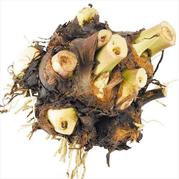 ズイキも食べられる●商品情報：親イモに多くの子イモがくっつく豪華な形状!ホックリした粉質の肉は里芋の中でも最高の旨さと言われています。●お届け状態：種イモ●収穫期：9〜11月●肥大速度：晩生●食用部位：親・子イモ・茎●性質：粉質●日照：日向...