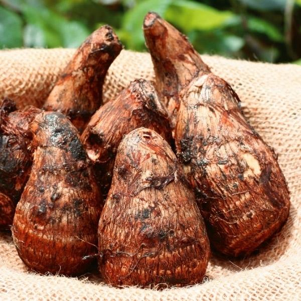 里芋 種芋 善光寺さといも 500g さといも 里イモ 種いも タネイモ 家庭菜園 自給自足 球根 国華園 15 P3 9 花と緑 国華園 通販 Yahoo ショッピング