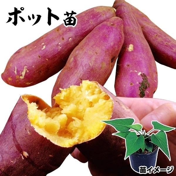 さつまいもポット苗 べにはるかpポット苗 2株 イモヅル 芋苗 家庭菜園 自給自足 球根 国華園 15 P3 254 花と緑 国華園 通販 Yahoo ショッピング