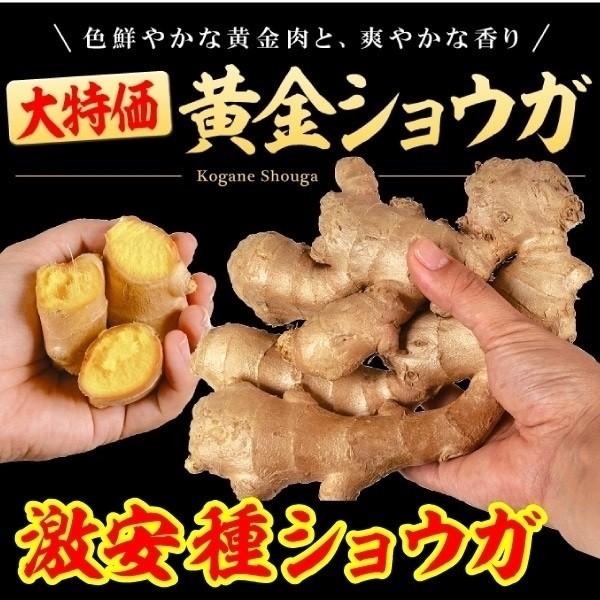 鮮やかな黄金肉が食欲をそそる!●商品情報：パキッとショウガを折ると、爽やかな香りとともに鮮やかな黄色の果肉が現れます。酸化しにくいので、おろししょうがやきざみしょうがにすると美しく、鮮やかな黄色が食欲をそそります。●お届け状態：種ショウガ●...
