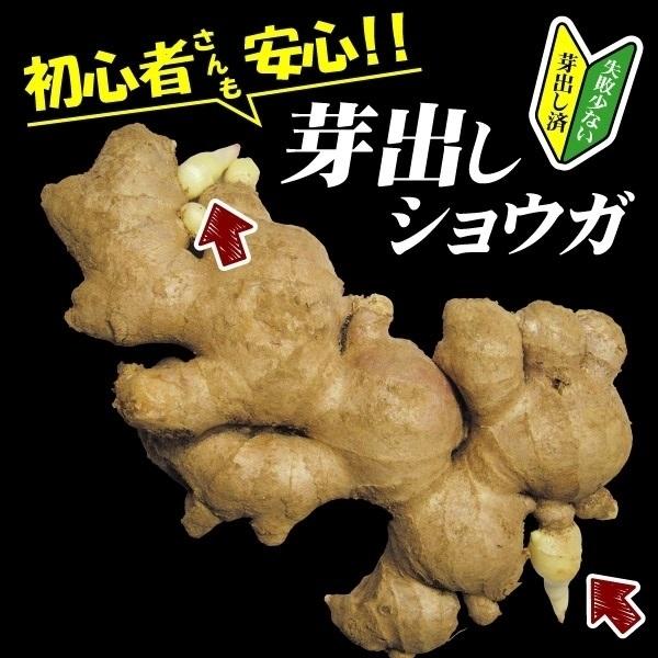 ショウガ 種芋 芽出しショウガ 近江生姜 500g 種生姜 生姜 種芋 種いも タネイモ ジンジャー 家庭菜園 自給自足 球根 国華園 15 P3 294 花と緑 国華園 通販 Yahoo ショッピング