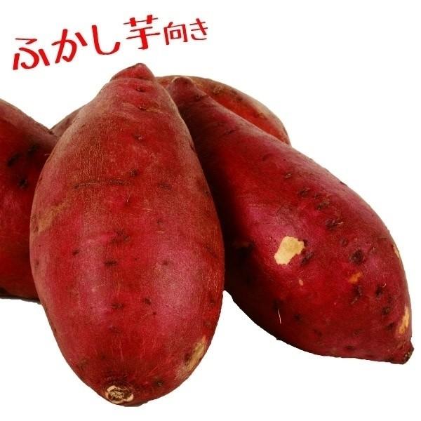 ●商品情報ふかしいもにしたときの食感が非常に柔らかく、甘味たっぷりでうまいさつまいも。「高系14号」に比べて収量が多く、早期肥大性があるのではや彫りも可能です。ふかしいもだけでなく、焼きいもにしても美味しい優秀品種です。●お届け状態：イモヅ...