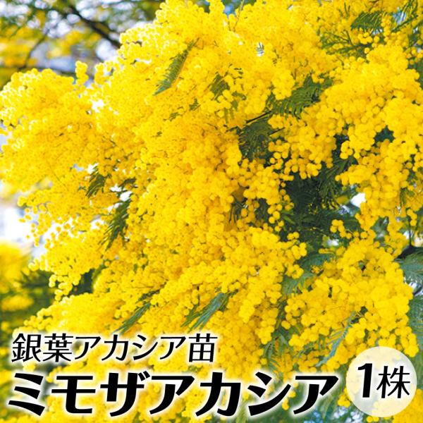 植木 盆栽 ミモザの人気商品 通販 価格比較 価格 Com