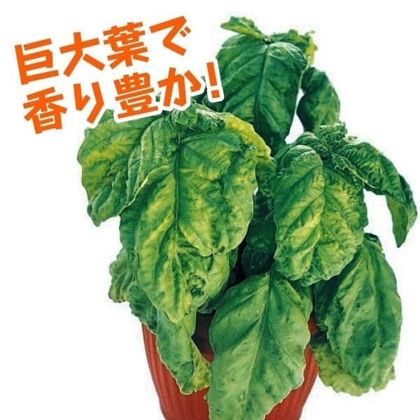 種 野菜たね ハーブ トスカーナバジル 1袋 2ml 野菜のタネ 野菜 種子 国華園 15 P6 026 花と緑 国華園 通販 Yahoo ショッピング