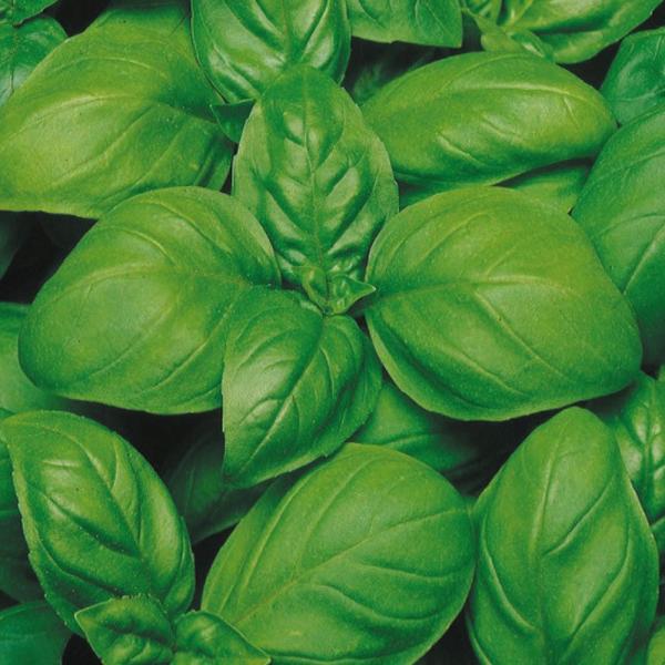 ●商品情報：生食でも、ソースにしても香り良し！特に良い香りのするミント株が慎重に選抜。早生品種で晩抽性、温帯地域での栽培に向きます。霜には弱いため、ハウス栽培、露地栽培、家庭菜園にオススメです。ジェノベーゼタイプの品種。コンパクトな草姿に幅...