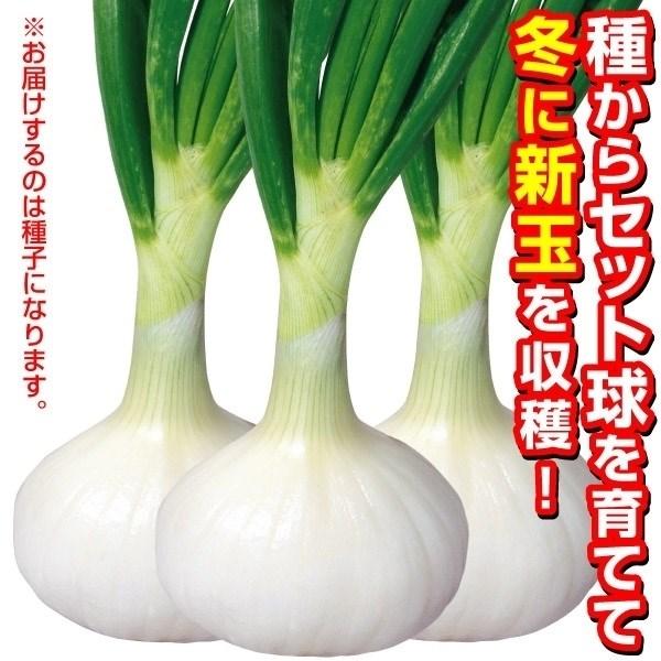 種 野菜たね タマネギ 冬どり玉葱 白 1袋 3ml 野菜のタネ 野菜 種子 玉ねぎ たまねぎ 国華園 15 P6 037 花と緑 国華園 通販 Yahoo ショッピング
