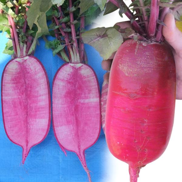 種 野菜たね ダイコン F1紅くるり 1袋 2ml 野菜のタネ 野菜 種子 大根 Ytc06 国華園 15 P6 103 花と緑 国華園 通販 Yahoo ショッピング