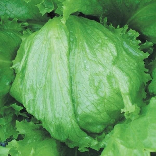 種 野菜たね レタス ファーストレタス 1袋 5ml 野菜のタネ 野菜 種子 れたす 国華園 15 P6 139 花と緑 国華園 通販 Yahoo ショッピング