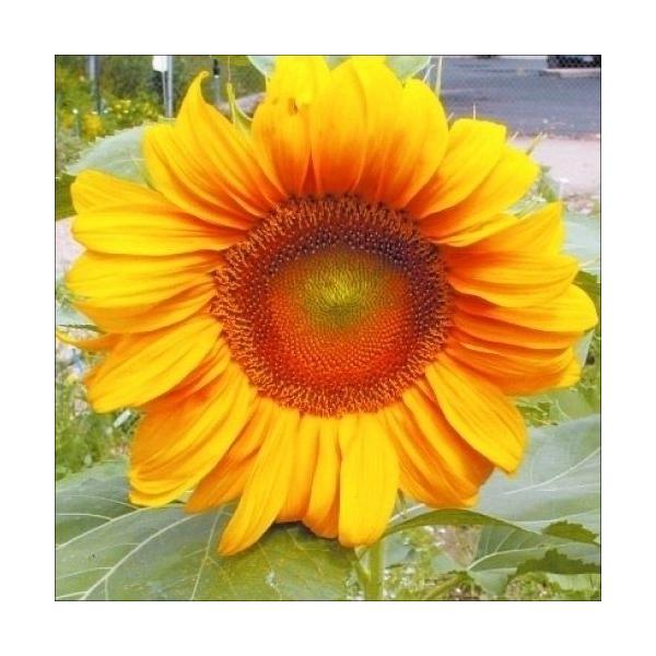 ●商品情報：低草丈なのに豪華な花。●お届け状態：種●分類：1年草●花期：7〜9月●草丈：60cm※写真は全てイメージです。花色・花形には幅があります。また、花色混合の商品は花色が偏って咲く場合があります。※種子の粒数は、およその目安を記載し...