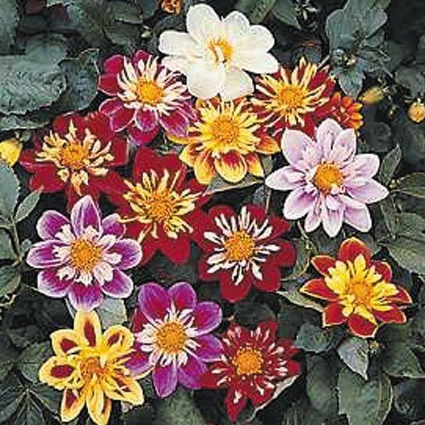 ●商品情報：鮮やかな2色咲き●お届け状態：種●分類：多年草●花期(約)：6〜10月●草丈(約)：50cm※写真は全てイメージです。花色・花形には幅があります。また、花色混合の商品は花色が偏って咲く場合があります。※種子の粒数は、およその目安...