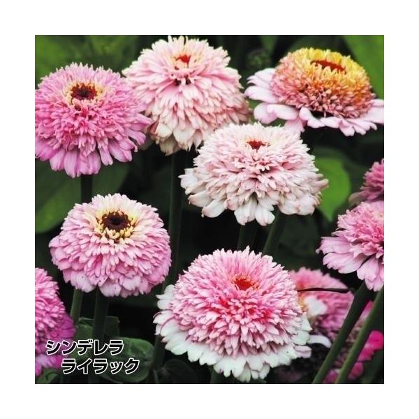 美色花!!●商品情報：ユニークな花色に濃い花芯がとってもキレイ!!それは虫にとっても魅力的で蜜を求めて蜂や蝶なども寄りつき素敵なお庭に!!※栽培環境により一重咲きになる場合があります。●お届け状態：種●分類：1年草●花期(約)：7〜10月●...