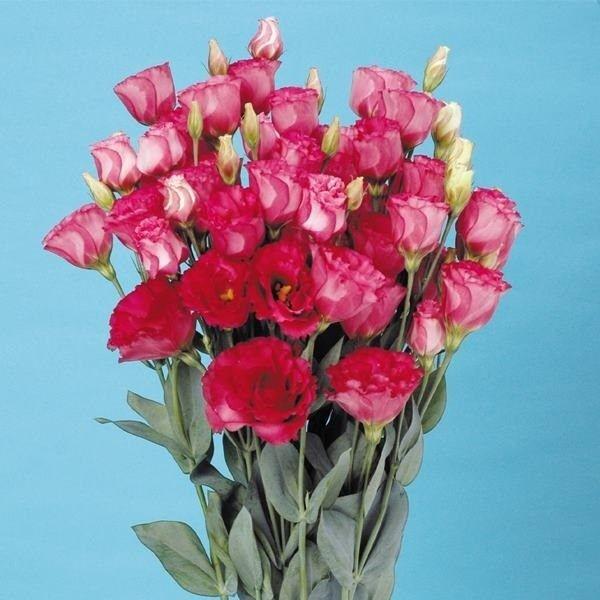 種 花たね トルコキキョウ F1ナイチンゲールミディ 1袋 25粒 花のタネ 花 種子 タネ ブーケ 花束 フラワーアレジメント ユーストマ トルコギキョウ 国華園 15 P7 109 花と緑 国華園 通販 Yahoo ショッピング