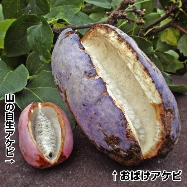 アケビ 苗 植木 盆栽の人気商品 通販 価格比較 価格 Com