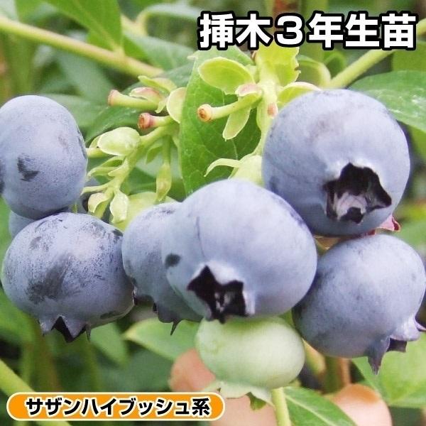 ブルーベリー 苗木 ケープウェア 挿木3年生 1株 サザンハイブッシュ系 苗 ブルーベリーの木 果樹苗 国華園 15 P8 449 花と緑 国華園 通販 Yahoo ショッピング