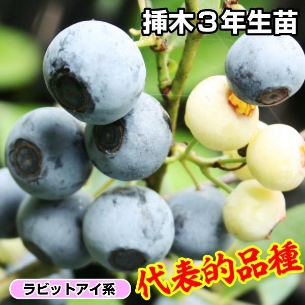 ブルーベリー 苗木 ティフブルー 挿木3年生 1株 ラビットアイ系 苗 ブルーベリーの木 果樹苗 国華園 15 P8 522 花と緑 国華園 通販 Yahoo ショッピング