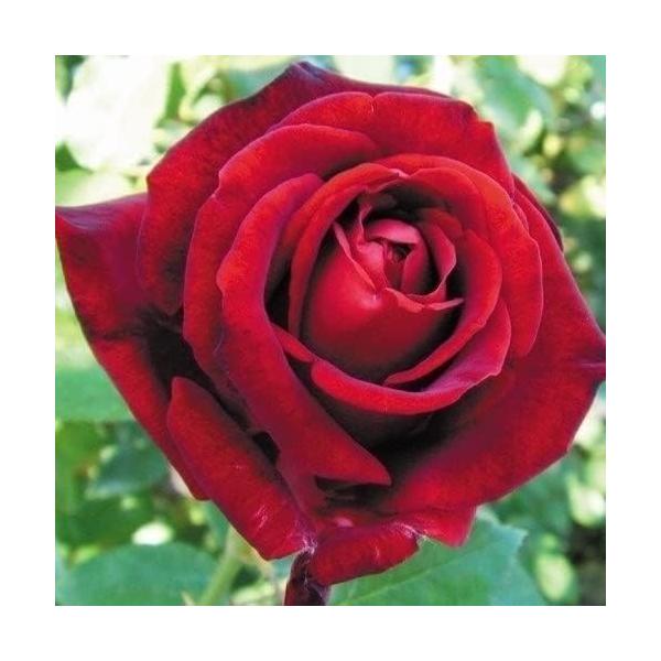 バラ苗 赤 バラ 苗の人気商品 通販 価格比較 価格 Com