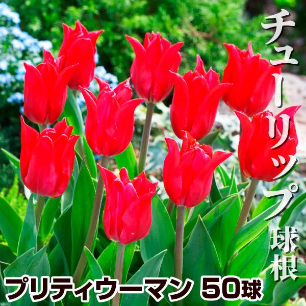 チューリップ 球根 プリティウーマン外 100球 チュウリップ 花の球根 国華園 Abetterlookinspections Com