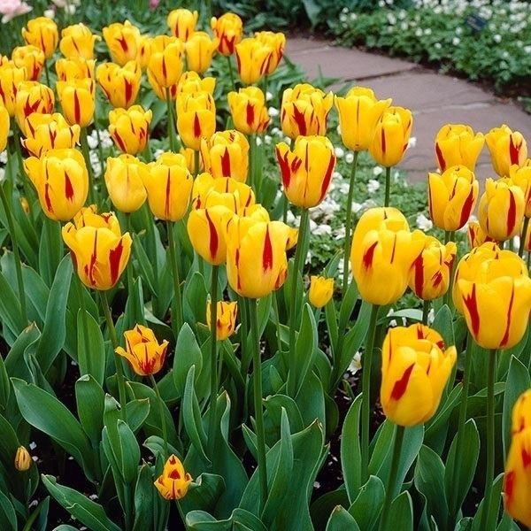 チューリップ 球根 ワシントン 100球 チュウリップ 花の球根 国華園 Www Arilab Com Tr Index Php