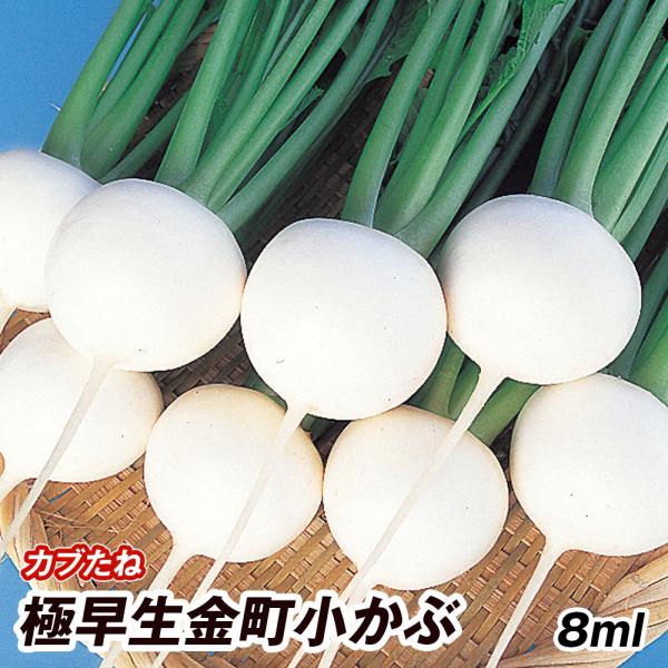 野菜たね 種 カブ 極早生金町小かぶ 1袋 8ml 蕪 かぶら 野菜の種 国華園 15n P6 0009 花と緑 国華園 通販 Yahoo ショッピング