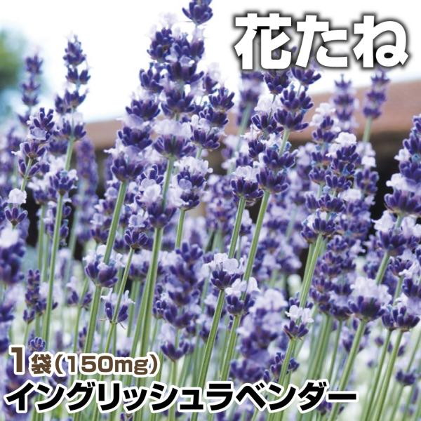 イングリッシュラベンダー 種 イングリッシュラベンダー 1袋 150mg ラベンダーの種 ラベンダーの花 花たね 花の種 種子 タネ 国華園 15n P7 0037 花と緑 国華園 通販 Yahoo ショッピング