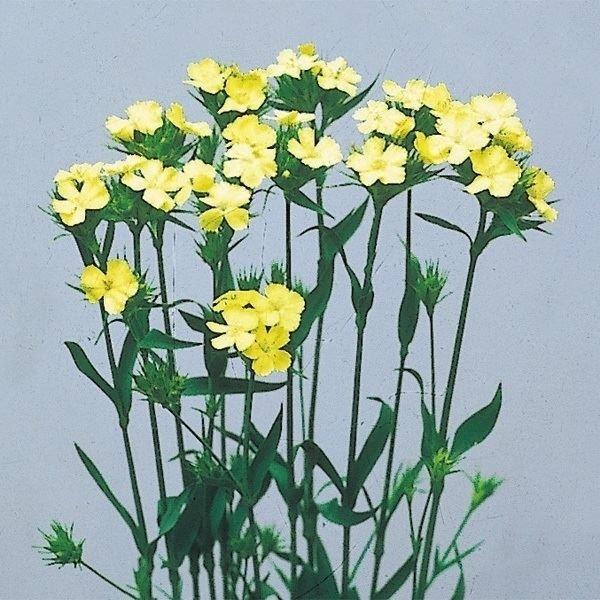 種 花たね 切花向き ナデシコ ナッピー 1袋 100粒 15n P7 0049 花と緑 国華園 通販 Yahoo ショッピング