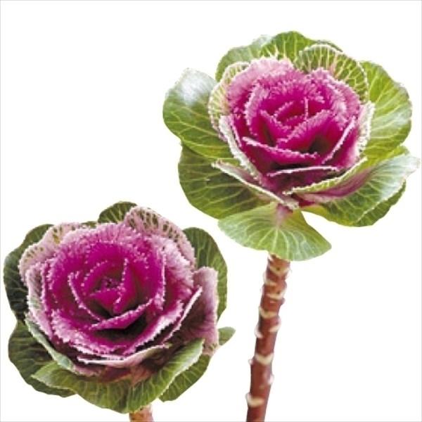 葉牡丹 種 F1ルシールワインpvp 1袋 15粒 葉牡丹の種 葉牡丹の花 ハボタン 花たね 花の種 種子 タネ 国華園 15n P7 0160 花と緑 国華園 通販 Yahoo ショッピング