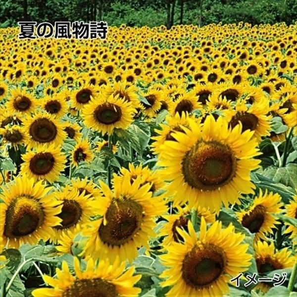 種 花たね 大量販売 ひまわり畑 1袋 100g 15n P7 0216 花と緑 国華園 通販 Yahoo ショッピング