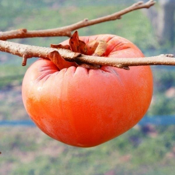 カキ 苗 - 植木・盆栽の人気商品・通販・価格比較 - 価格.com カキ 苗 - 植木・盆栽の人気商品・通販・価格比較 - 価格.com