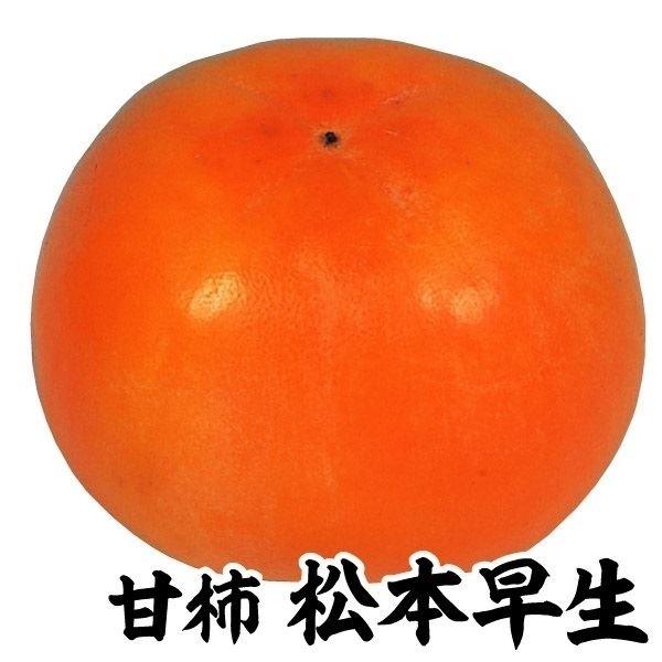 ●商品情報：富有柿より早く収穫できる甘柿! その他は富有柿に似る優秀品種。果重約260g。●お届け状態：接木1年生根巻苗●分類：落葉樹完全甘柿(タネの有無に関係なく甘くなる甘柿のこと。)●収穫期(約)：10月中旬〜●日照：日なた●耐寒性：強...